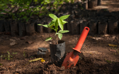 Plantation Support